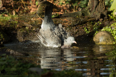 Columba palumbus / Houtduif / Wood pigeon