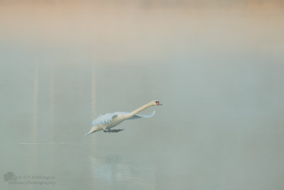 Cygnus Olor / Knobbelzwaan / Mute Swan