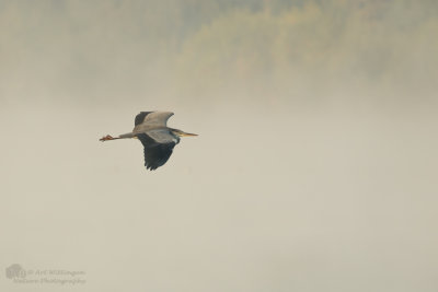 Ardea Cinerea / Blauwe Reiger / Grey Heron