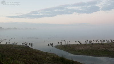 Misty morning