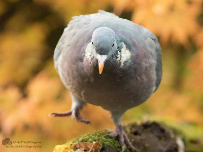 Columba palumbus / Houtduif / Wood pigeon