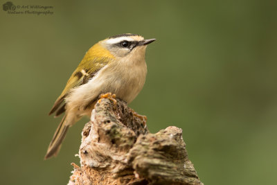 Regulus ignicapilla / Vuurgoudhaantje / Common firecrest