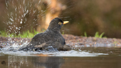 Turdus Merula / Merel / Common Blackbird