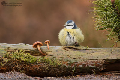 Cyanistes caeruleus / Pimpelmees / Blue Tit