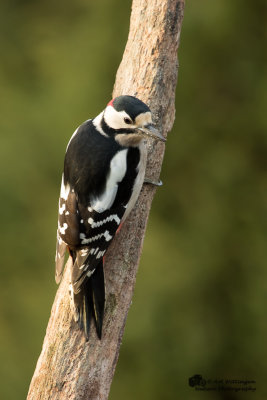 Dendrocopos Major / Grote Bonte Specht / Great Spotted Woodpecker