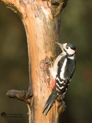 Dendrocopos Major / Grote Bonte Specht / Great Spotted Woodpecker