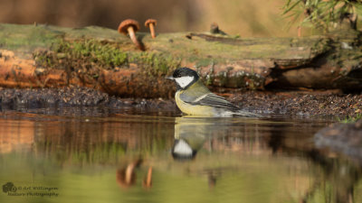 Parus Major / Koolmees / Great Tit