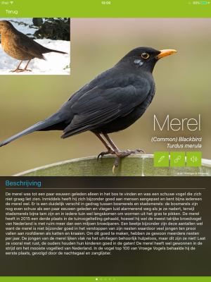 Merel