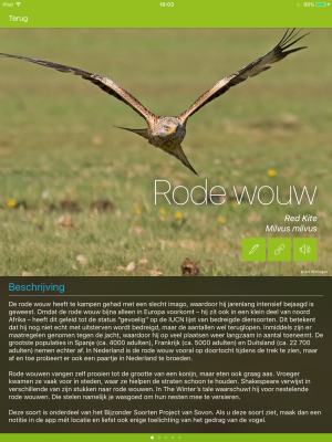 Rode Wouw