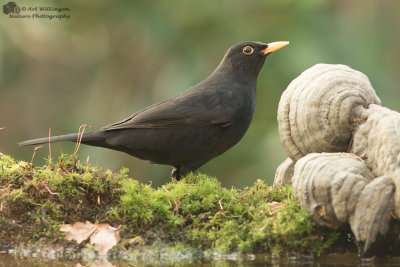 Turdus Merula / Merel / Common Blackbird