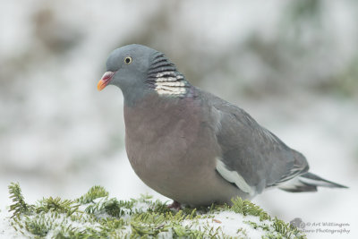 Columba palumbus / Houtduif / Wood pigeon