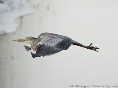 Ardea Cinerea / Blauwe Reiger / Grey Heron