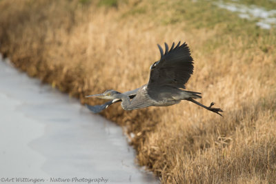 Ardea Cinerea / Blauwe Reiger / Grey Heron