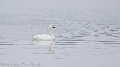 Kleine Zwaan /  Bewick's swan