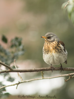 Turdus pilaris / Kramsvogel / Fieldfare