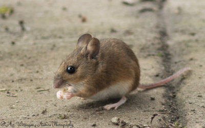 Apodemus sylvaticus / Bosmuis / Wood mouse