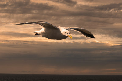 Seagull Flying over Bodega Bay, CA