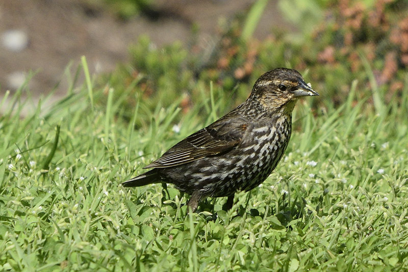 redwing-young-81685.jpg
