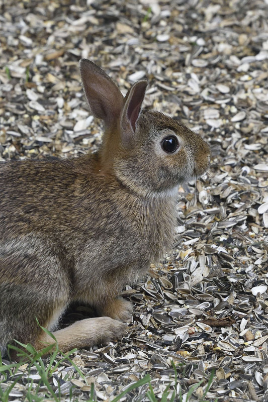 cottontail-rabbit-80107.jpg