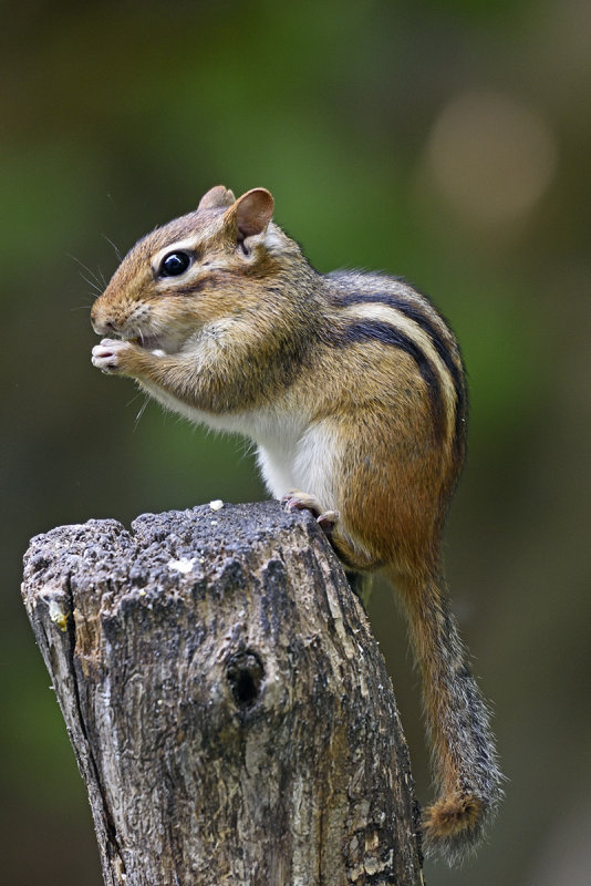 chipmunk-80035.jpg