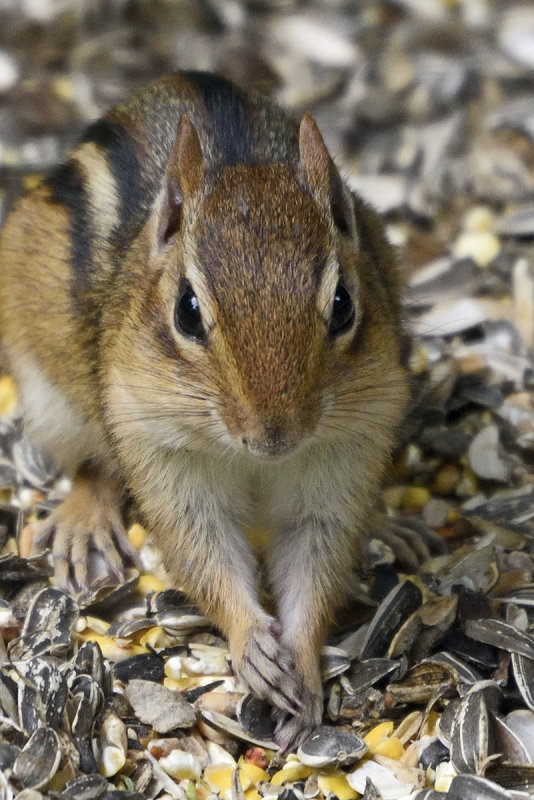chipmunk-80061.jpg