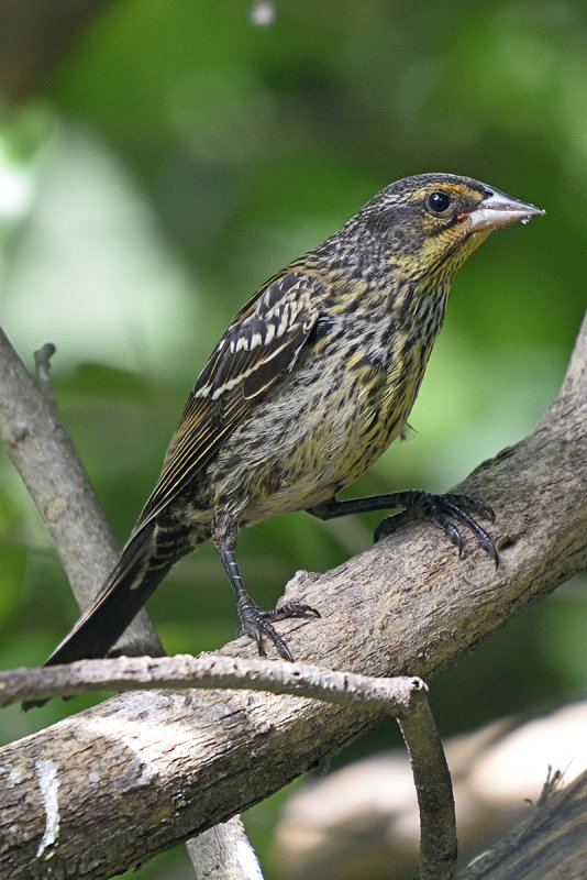 redwing-blackbird-80047.jpg