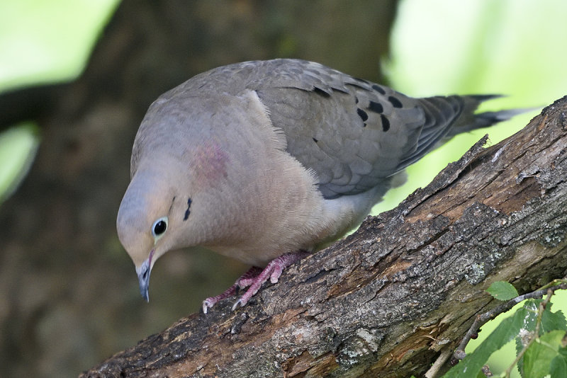 mourning-dove-80144.jpg