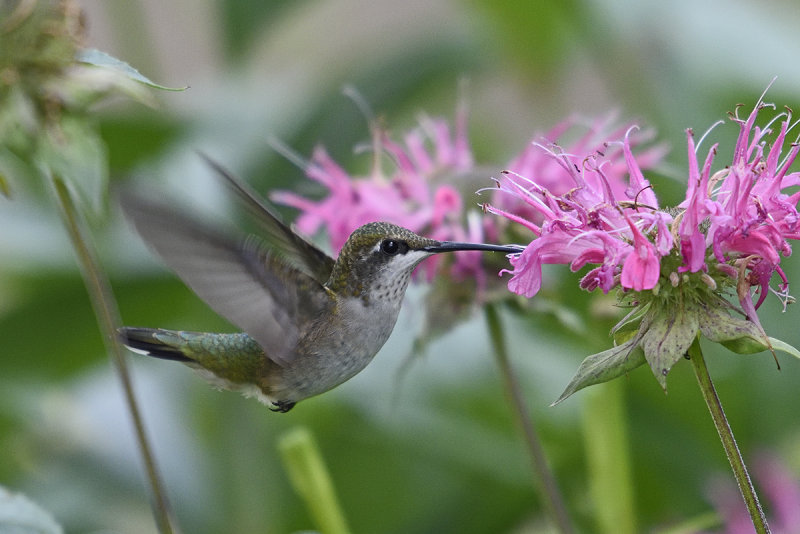 hummingbird-80412.jpg