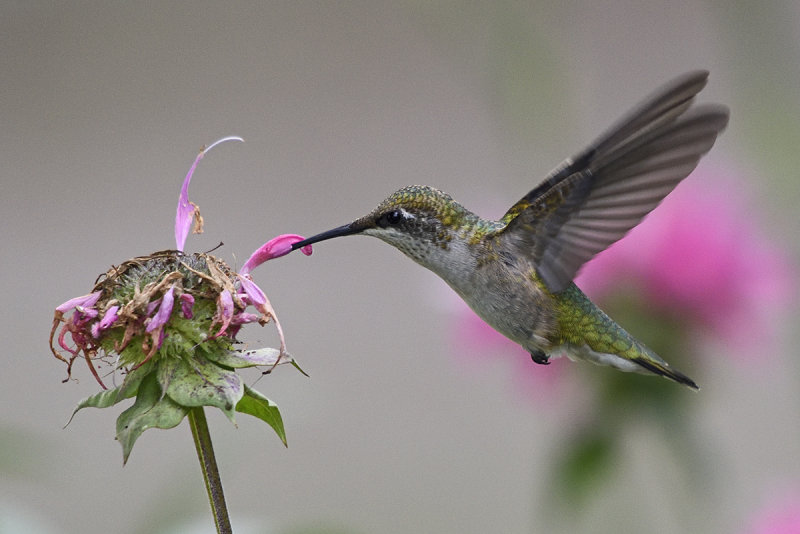 hummingbird-80415.jpg