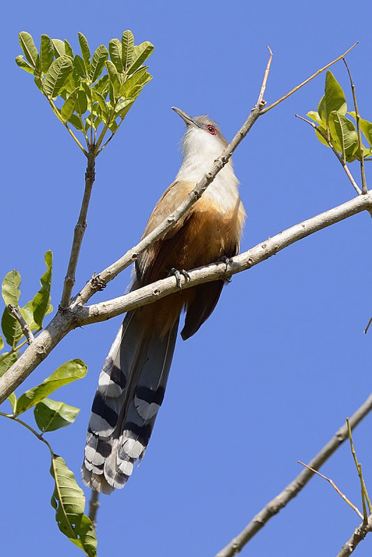 great-lizard-cuckoo-61365.jpg