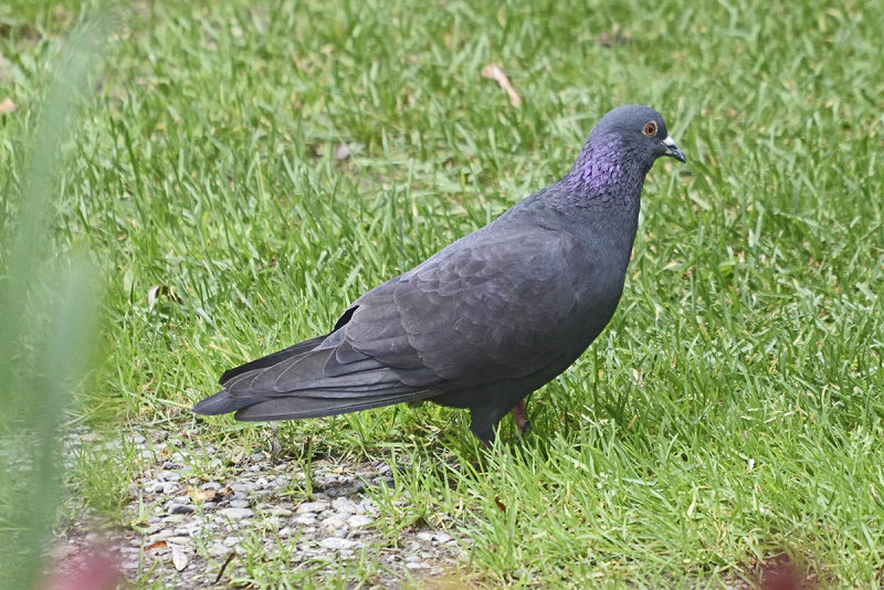 pigeon-80424.jpg