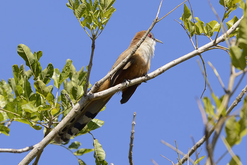 great-lizard-cuckoo-61367.jpg