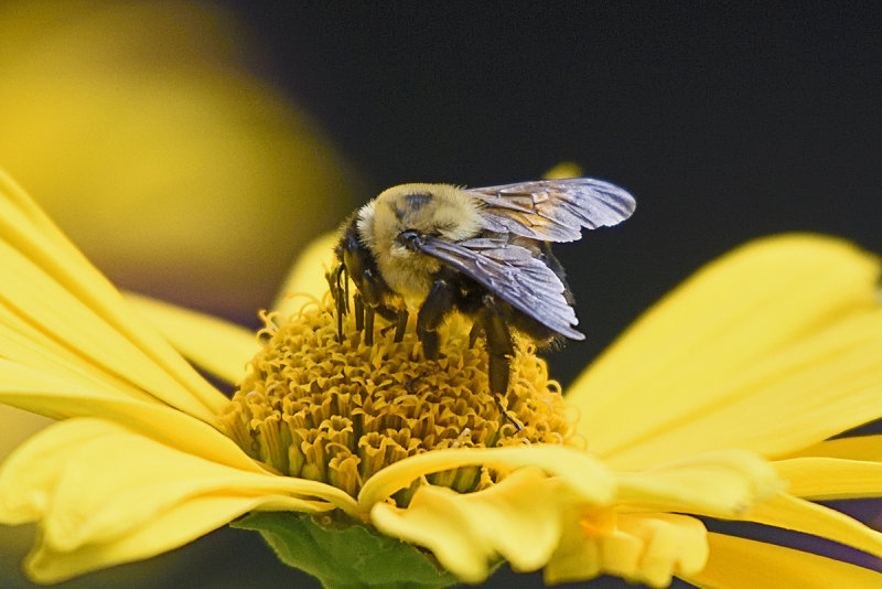 bumble-bee-80446.jpg