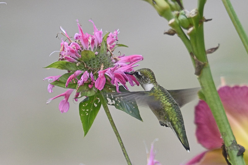 hummingbird-80621.jpg