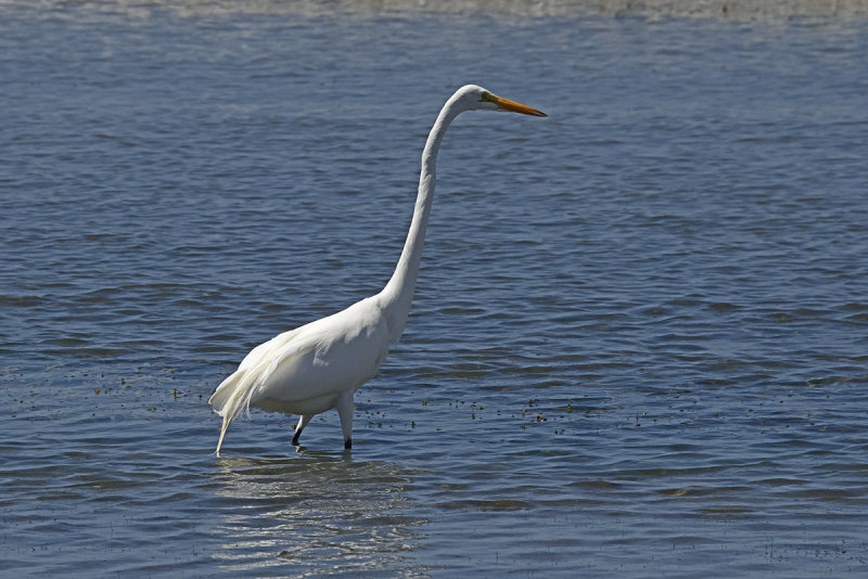 Great-Egret-82670.jpg