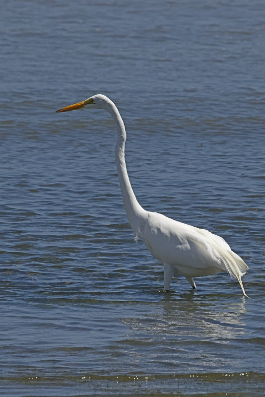 Great-Egret-82669.jpg
