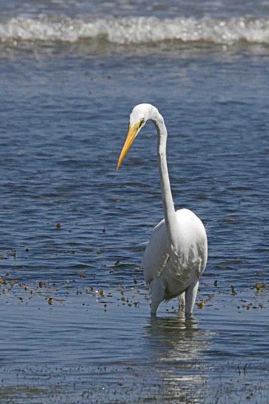 Great-Egret-82673.jpg