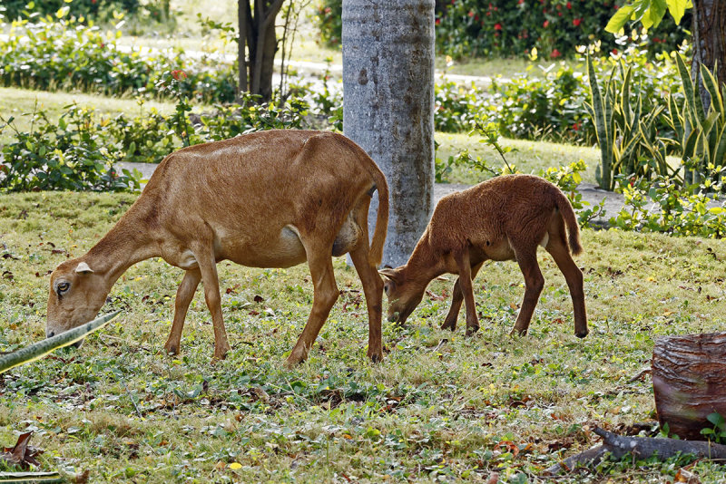 goats-10144.jpg