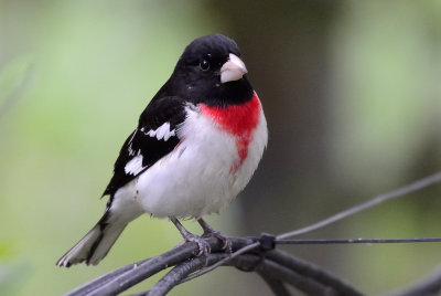 Rose-breasted-grosbeak-62751.jpg