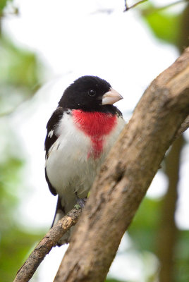 Rose-breasted-grosbeak-62724.jpg