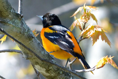 oriole-10430.jpg