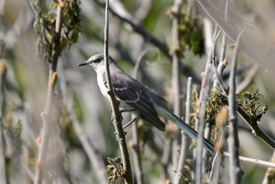 northern-mockingbird-63093.jpg