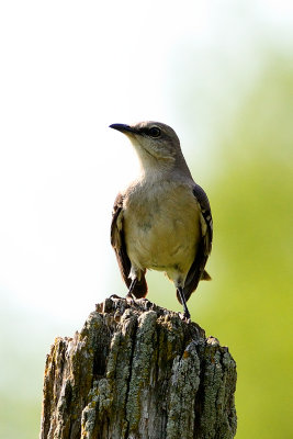 northern-mockingbird-63084.jpg