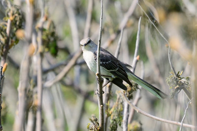 northern-mockingbird-63096.jpg