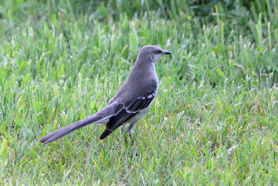 northern-mockingbird-63126.jpg