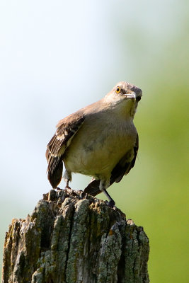 northern-mockingbird-63088.jpg