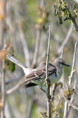 Northern Mockingbird