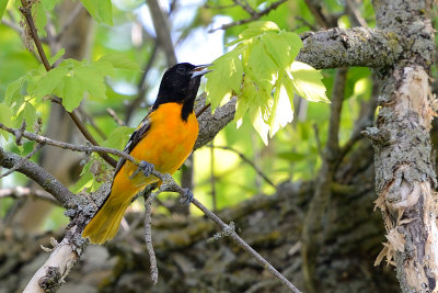 oriole-63060.jpg