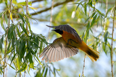oriole-in-flight-63052.jpg