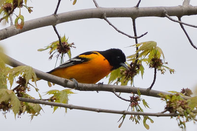 oriole-62587.jpg